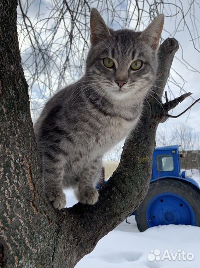 Кот 1 год