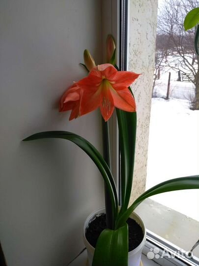 Лилия- Амариллис - Гиппеаструм