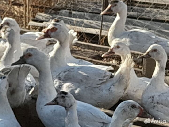 Утки тяжёлых пород (Франция, Гримо)