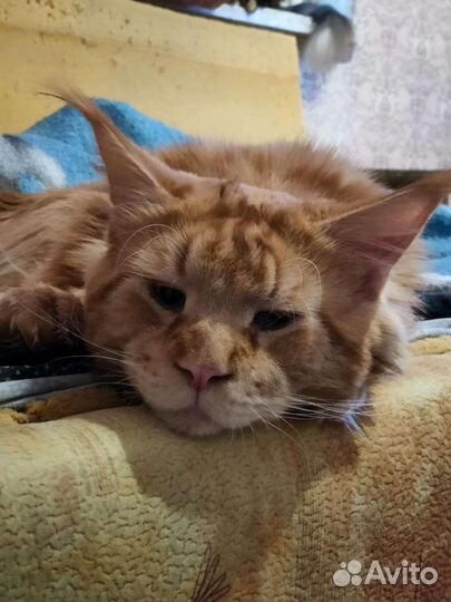 Котята (2 кота и 1 кошечка) мейн-кун