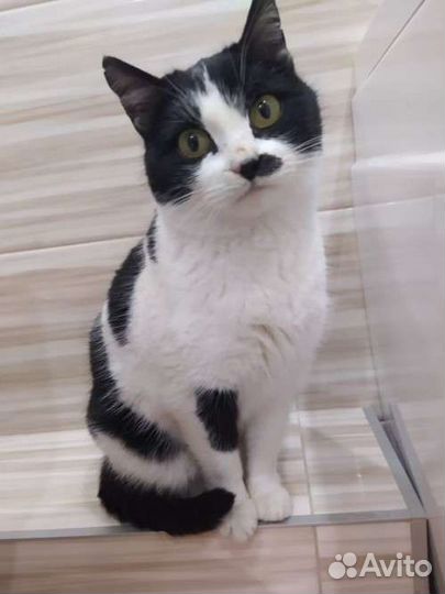 Кошечки ищут дом