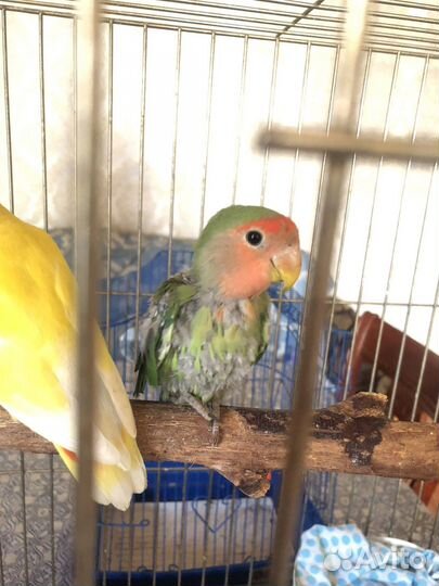 Попугай неразлучники без клетки
