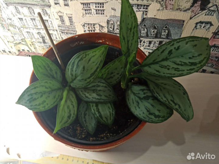 Аглонемы разные