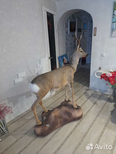 Чучело косули