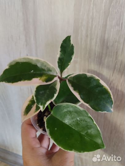 Хойя Кримсон Квин