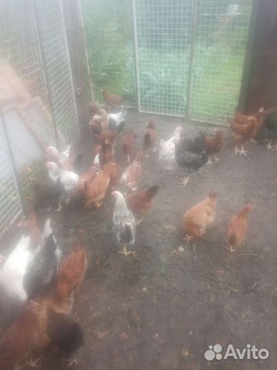 Куры молодки