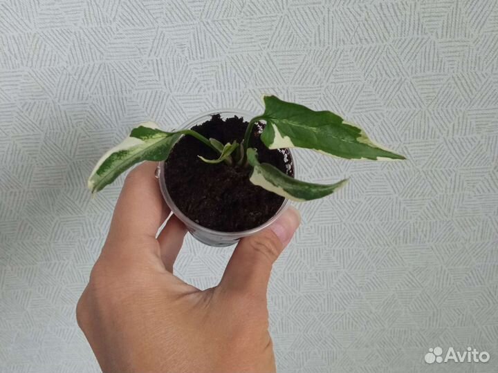 Сингониумы сортовые