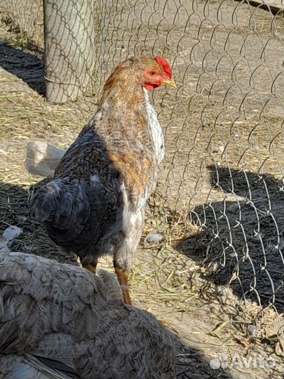 Молодые петушки