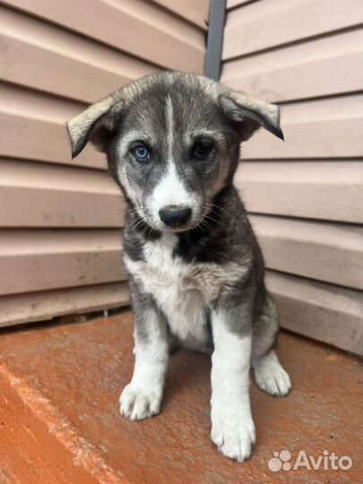 Щенок в добрые руки