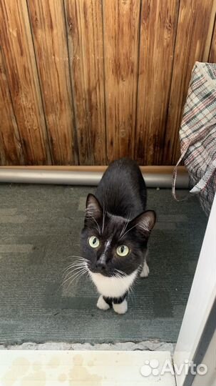 Кошка