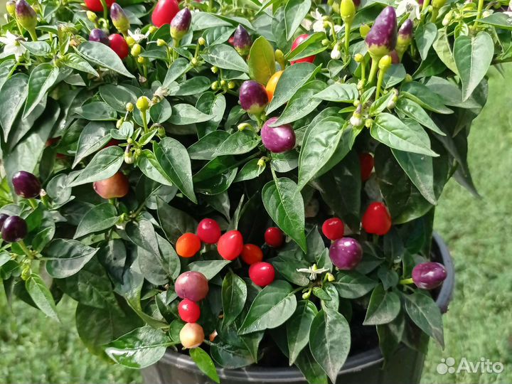 Перец кустарниковый 