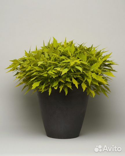 Колеусы укоренённые