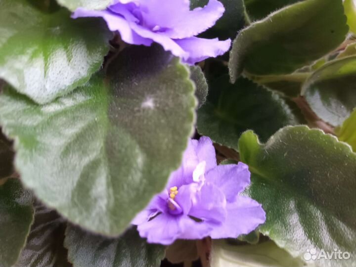 Цветы вырощенные из семян