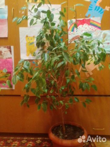 Фикус бенджамина