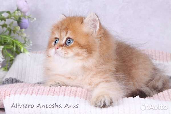 Британский мальчик. Шоколадная золотая шиншилла