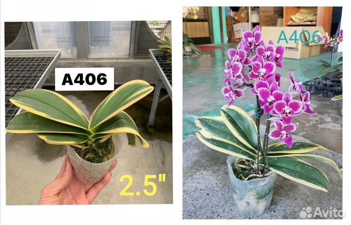 Орхидея А406 от Профар
