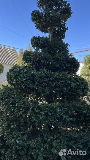 Самшит вечнозеленый спираль