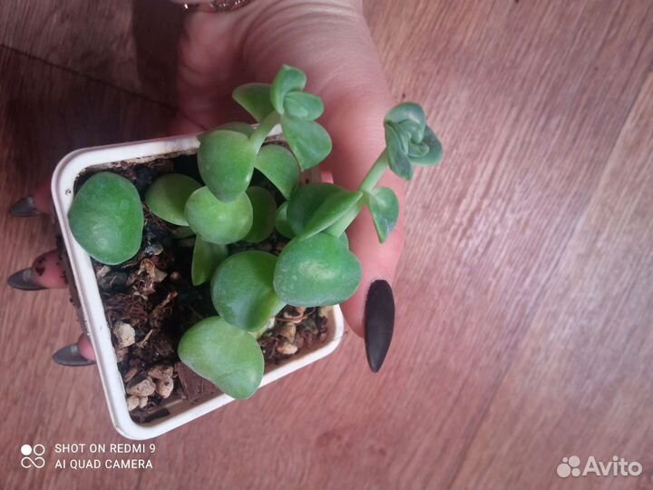 Гуэрнии и стапелии, суккуленты