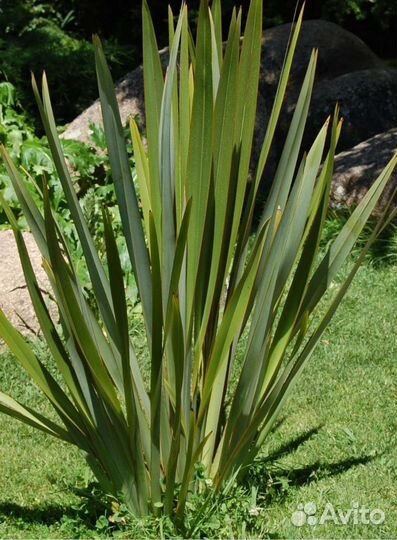 Формиум, Лен новозеландский 3 сорта