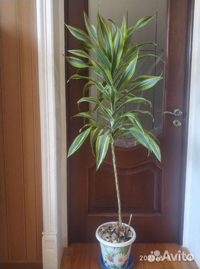 Драцена пальма