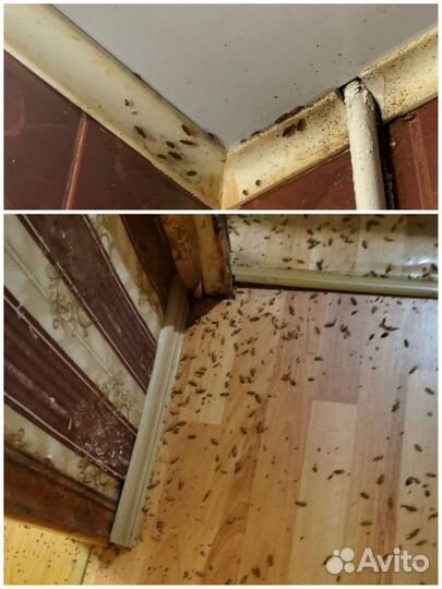 Травить клещей,ос,кротов,клопов,тараканов,борщевик