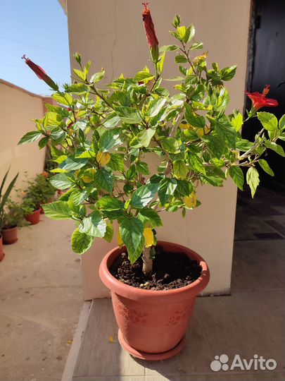 Гибискус китайская роза