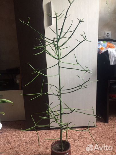 Молочай тирукали (продажа/обмен)