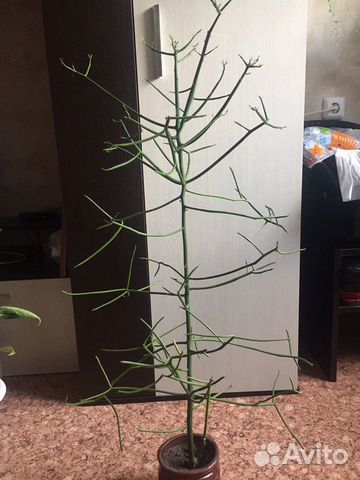 Молочай тирукали (продажа/обмен)