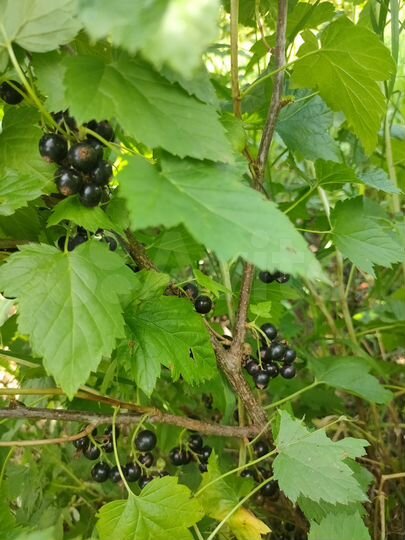 Участок 15 сот. (СНТ, ДНП)