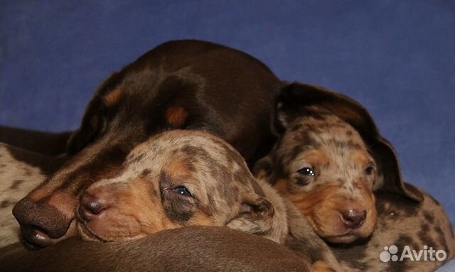 Кроличья такса