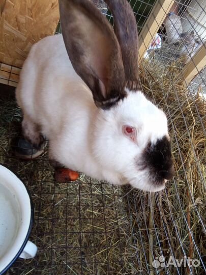 Калифорнийкие кролики