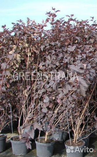 Пузыреплодник Diabolo/С15-20 100-125 см