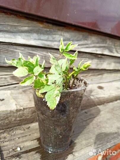 Сныть Вариегата