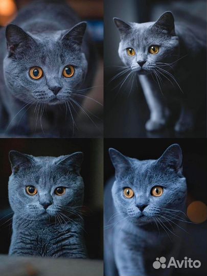 Осуществляется помощь в продаже котят