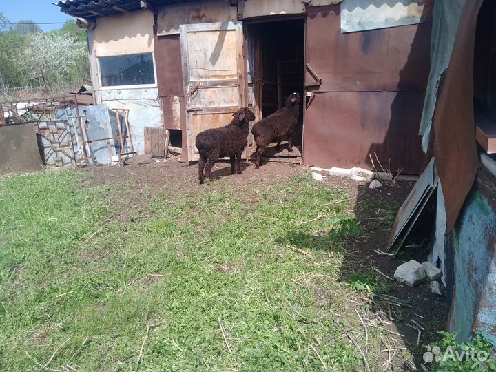 Ягнята курдючные