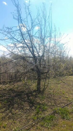 Участок 11,4 сот. (СНТ, ДНП)