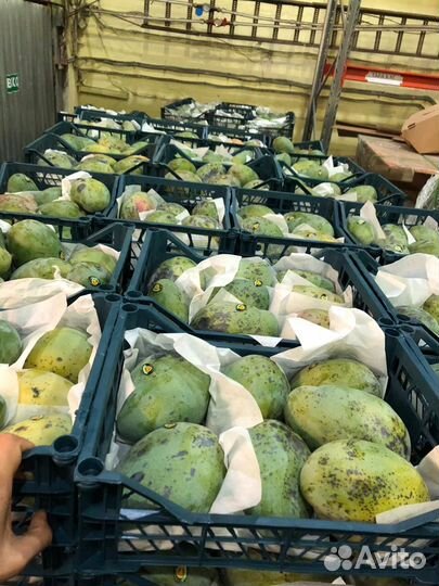 Манго Египет 2й сорт