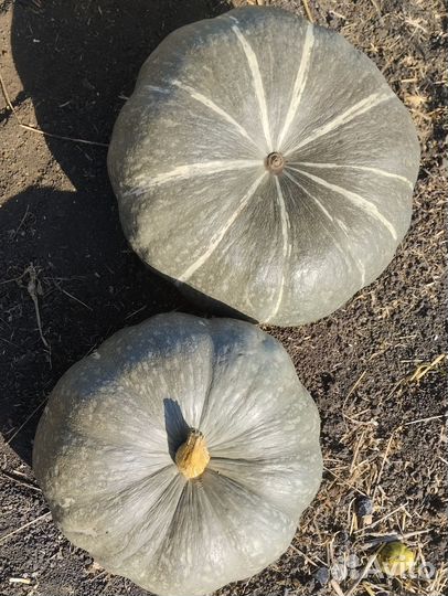 Тыква мускатная