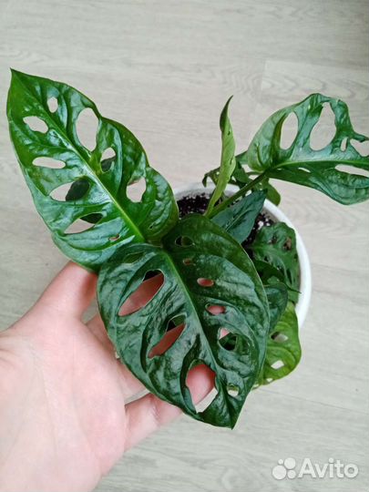 Монстера вариегатная Альба