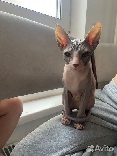 Канадский сфинкс 3 месяца