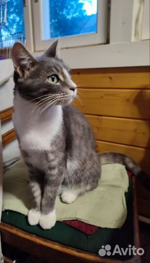 Кошка в добрые руки