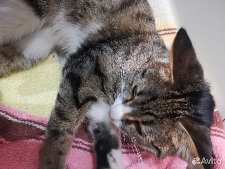 Кошка в дар