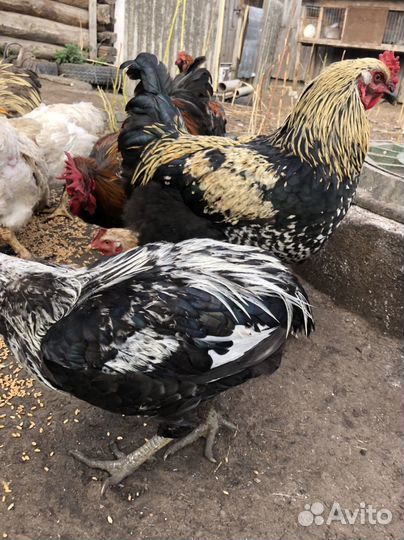 Петухи породистые