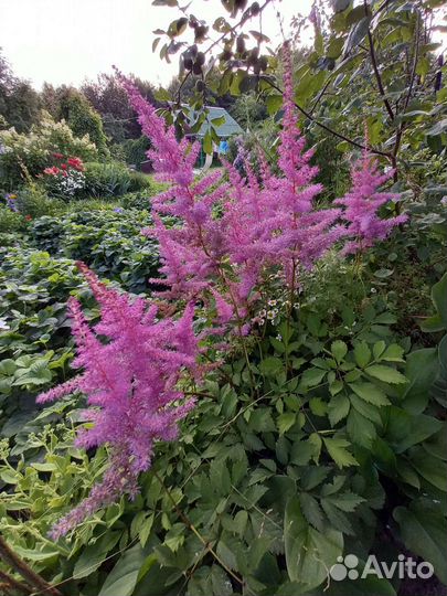 Гладиолусы,пионы хризантемы астильбы ромашки