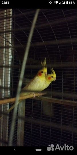 Попугай корелла