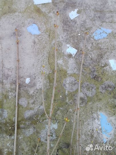 Сирень саженцы