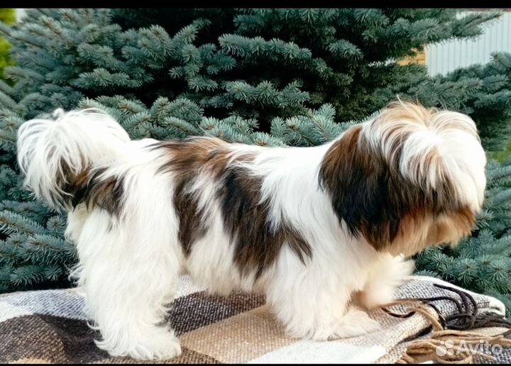 Клубная micro девочка с документами РКФ