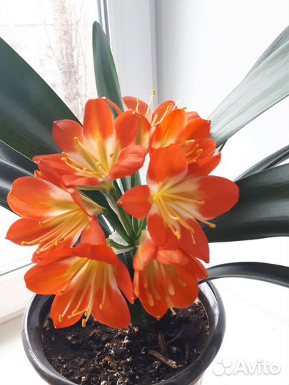 Кливия оранжевая