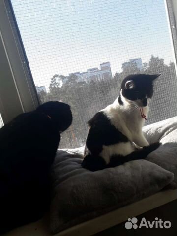 Передержка кошек 