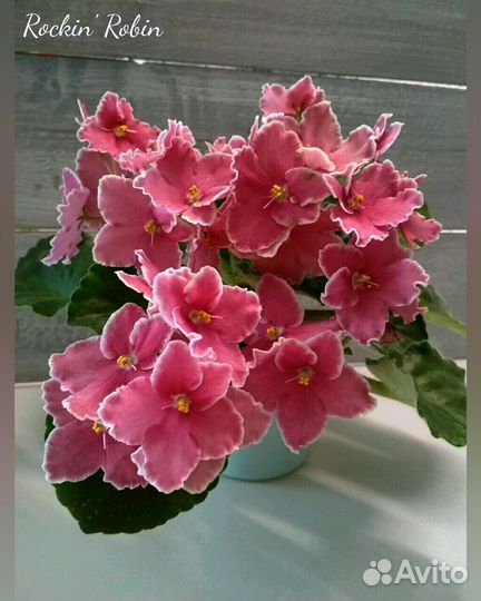 Часть, 2. Фиалки (Стандарт/Мини)